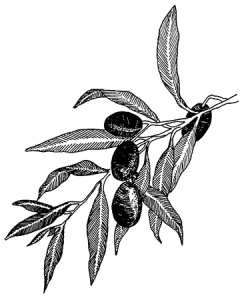 Olivengren. Illustration for Politikens Forlag.