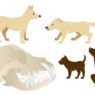 Illustrationer til Lotte Davies bog Sund hund - Politikens Forlag